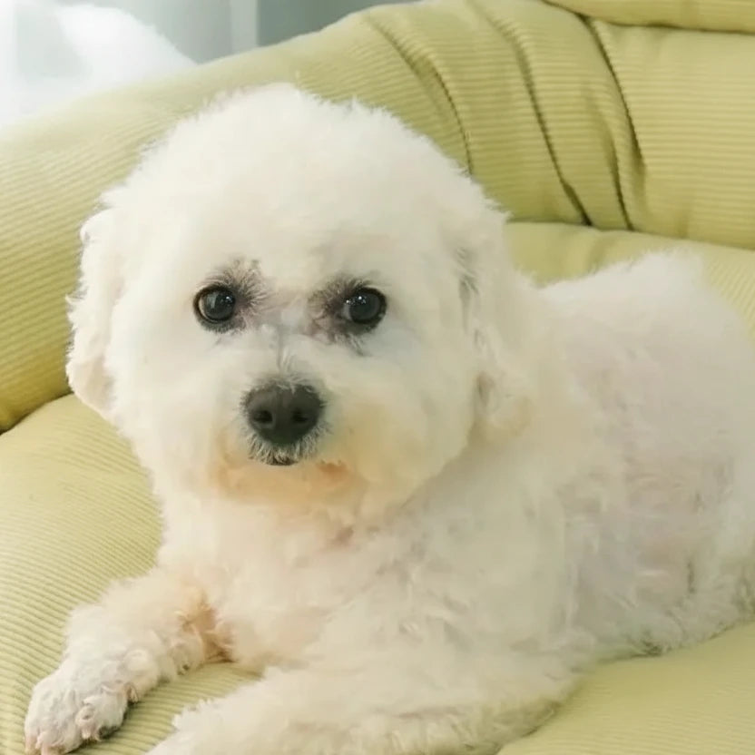 Panier pour chien sur pied avec chien blanc sur un canapé vert