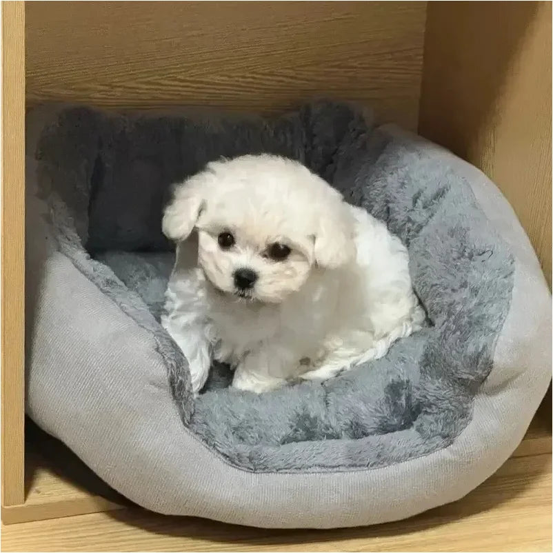 Panier pour petit chien chihuahua avec un petit chien blanc dans le panier  Image