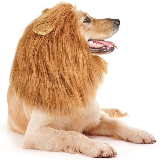 Grand chien de couleur claire portant une perruque en forme de crinière de lion pour chiens. le chien est couché en portant cette perruque de boutiquechien