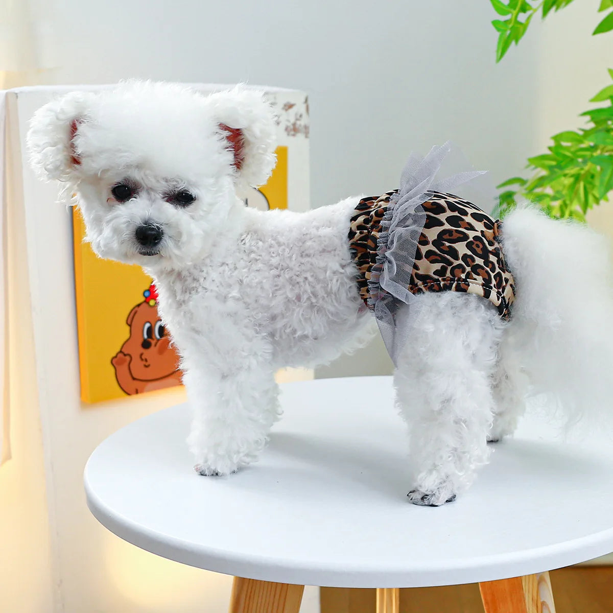 Petit chien de couleur blanc portant une couche tutu léopard. Le chien est de bout sur la table bleu. Image produit Boutiquechein