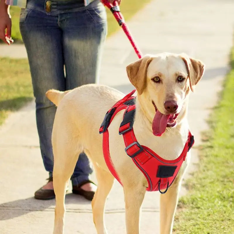 Harnais gros chien violet