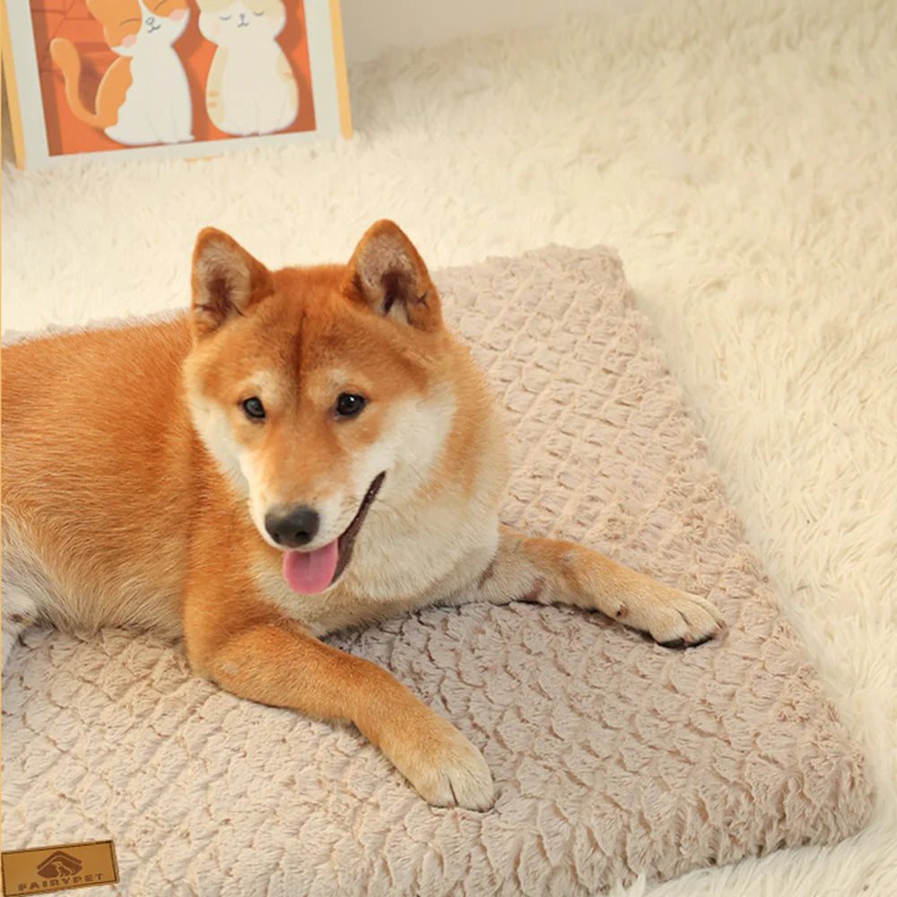 Shiba de couleur roux couché sur un tapis résistant de couleur beige. Le chien est couché sur un tapis blanc avec en fond un tableau de chat. Image produit Boutiquechien Image