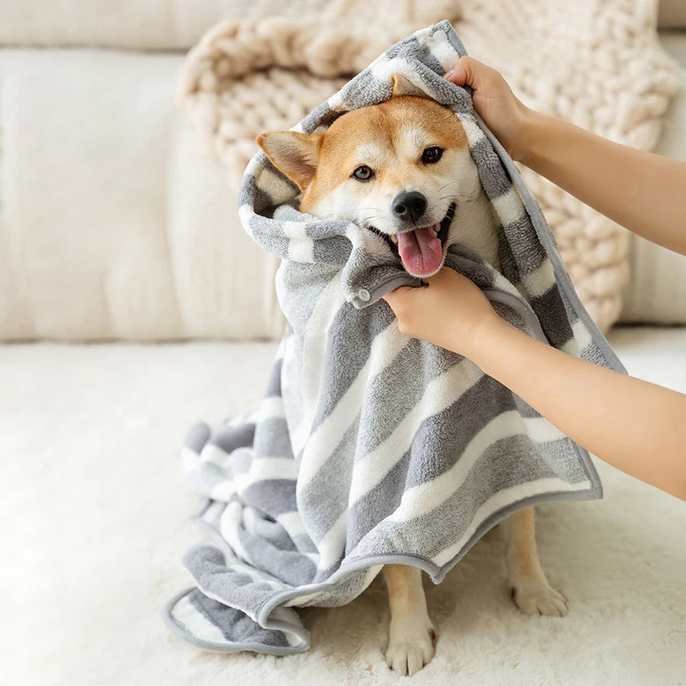 Shiba de couleur roux et blanc sur un tapis de couleur blanc. En fond il y a un canapé de couleur blanc avec une couverture blanche. Image produit Boutiquechien