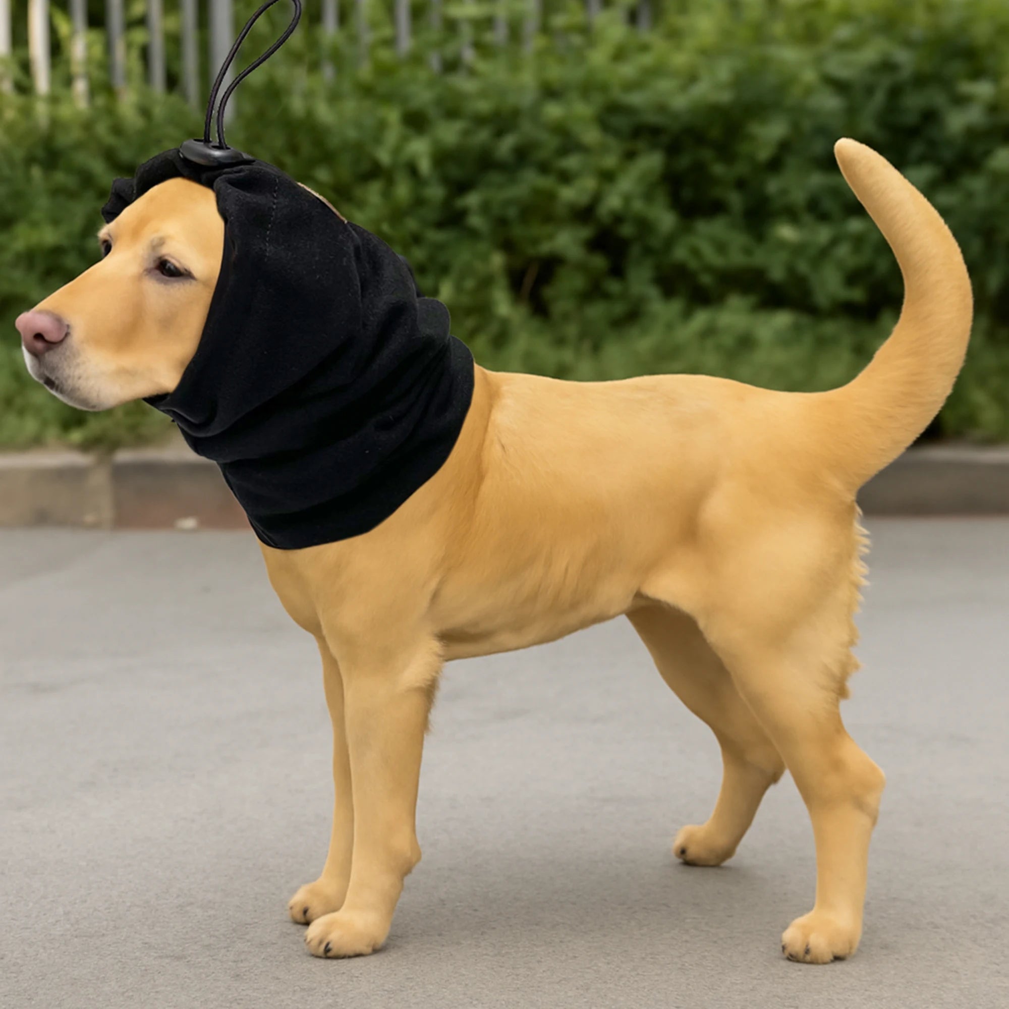 Snood cocker anglais dans ville Image
