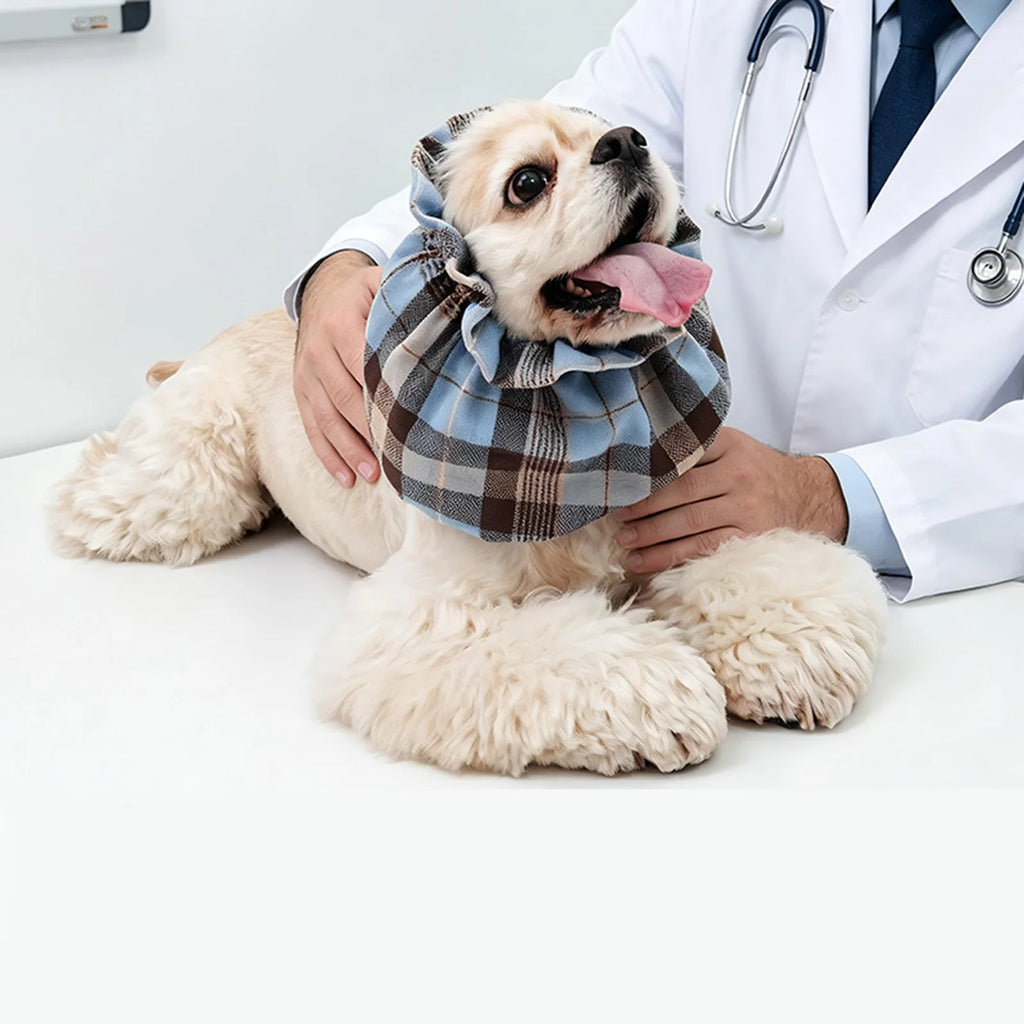 Snood pour Cocker à carreau se faisant caresser par un médecin sur une table blanche