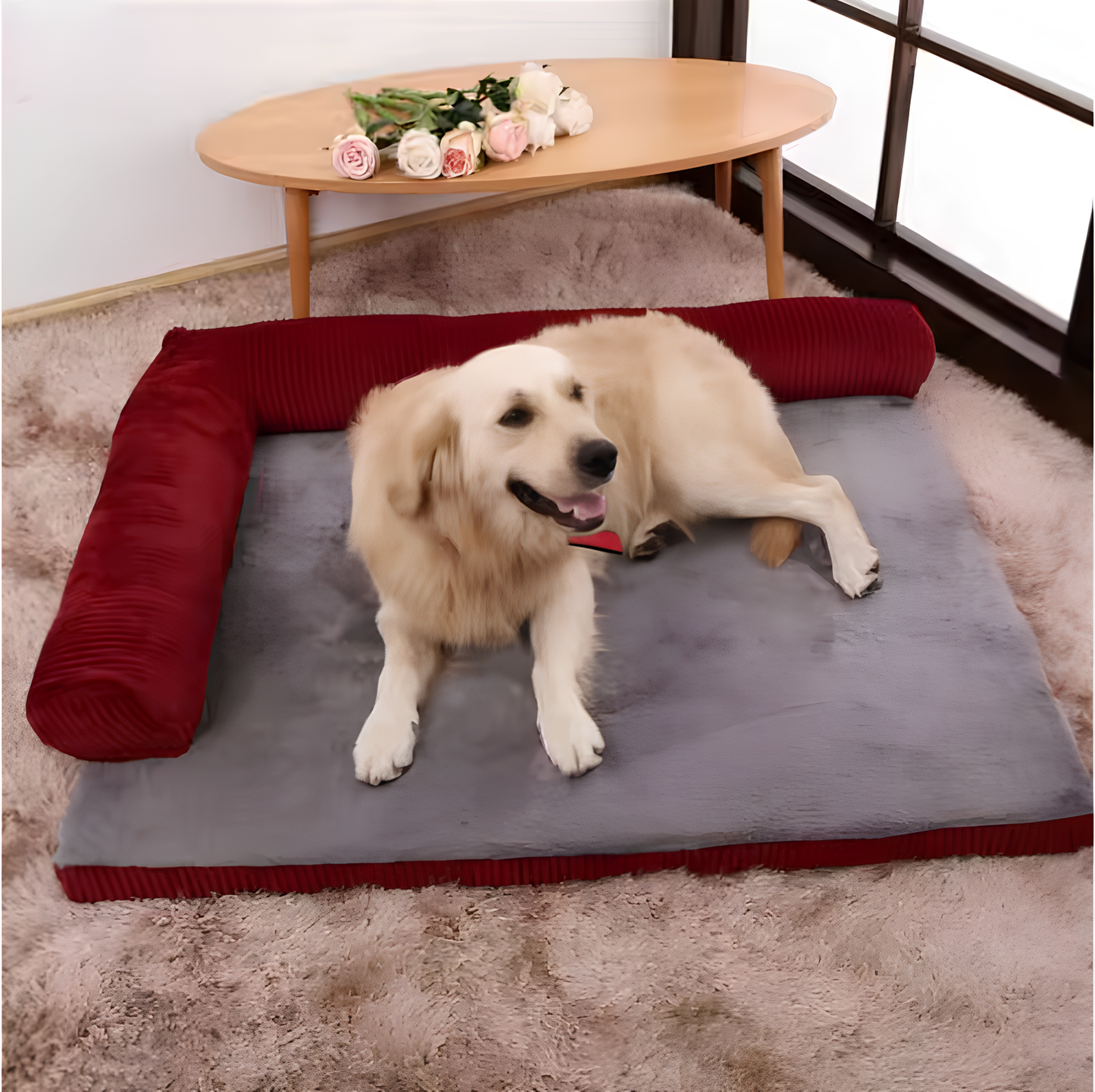 Golden retriever blanc couché sur un tapis chien rouge style velours dans un salon de couleur claire. Image produit Boutiquechien