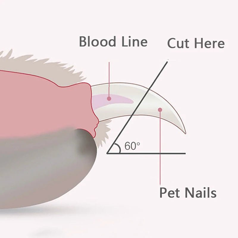 Appareil pour couper les ongles des chiens comment couper un ongle