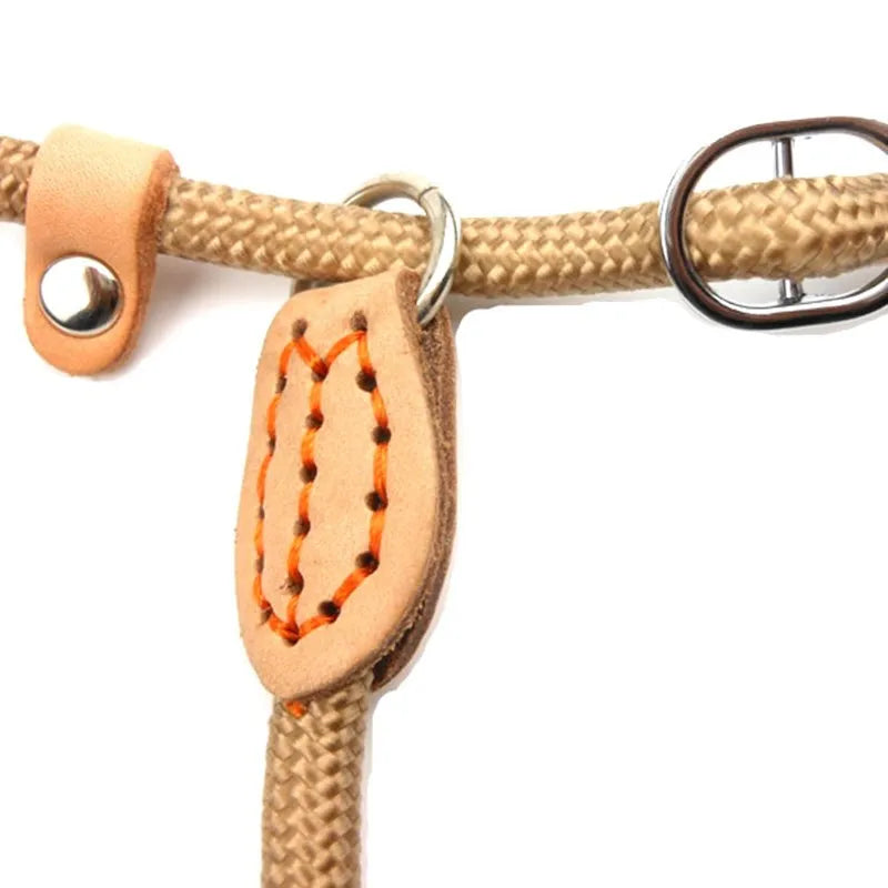 attache de la laisse pour chiot beige  Image