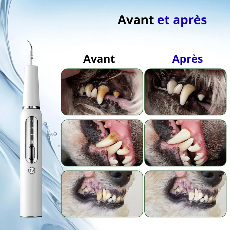 Image montrant un avant après grâce à la brosse anti tartre blanche pour nettoyer les dents du chien. Image produit Boutiquechien Image