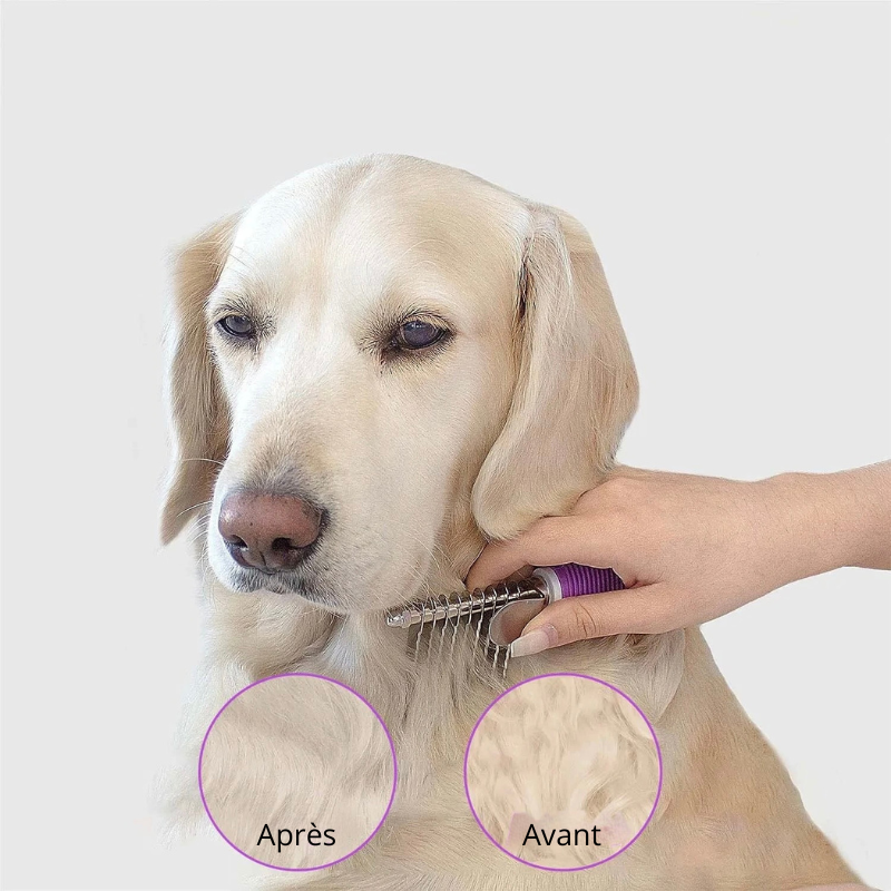 gros chien de couleur blanc se faisant brossé les poils avec une brosse chien démêlante de couleur violette. l'image montre un avant et après. Image produit Boutiquechien