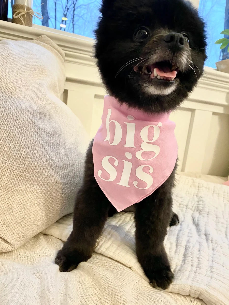 Bandana "Big Bro" pour chien Boutiquechien