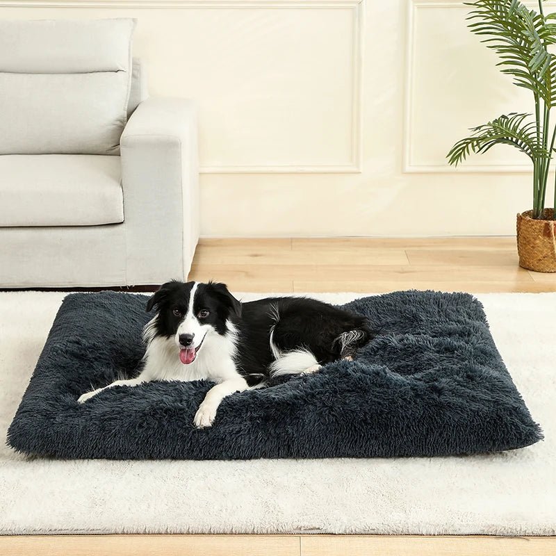 Bon panier pour chien avec un chien de couleur noir et blanc dessus dans un salon claire 