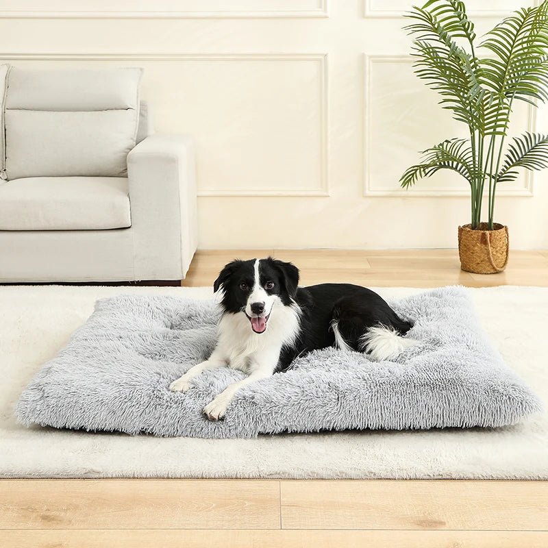 Bon panier pour chien gris dans un salon claire avec un chien noir et blanc dessus 