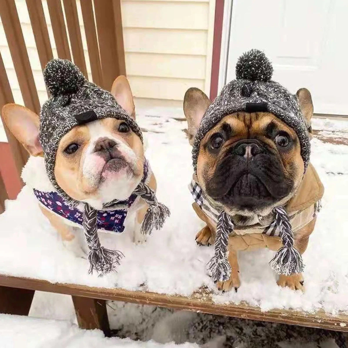 Deux petit chien de couleur brun portant des bonnets pour chien de couleur gris. Les chiens sont assis dans la neige blanche sur les escaliers. Image produit Boutiquechien