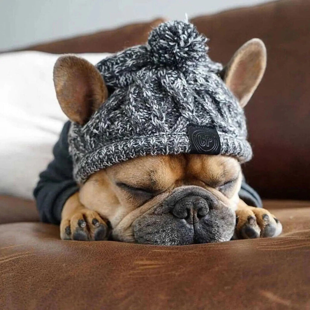 Petit boulot de couleur brun portant un bonnet pour chien de couleur gris. le chien est couché sur un canapé de couleur brun. Image produit Boutiquechien