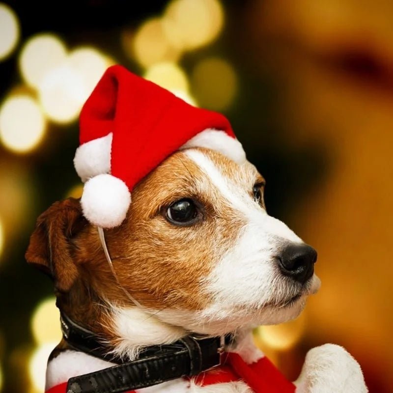 Petit chien de couleur brun et blanc portant un bonnet pour chien de noël de couleur rouge et blanc. Image produit Boutiquechien