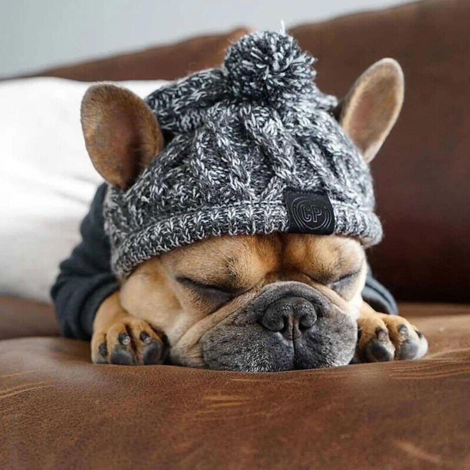Petit boulot de couleur brun portant un bonnet pour chien de couleur gris. le chien est couché sur un canapé de couleur brun. Image produit Boutiquechien