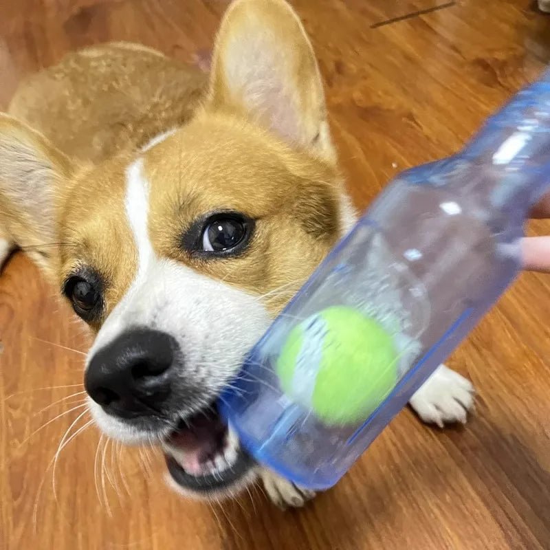 Corgi de couleur brun et blanc jouant avec sa bouteille à balle de couleur Bleu. Image produit Boutiquechien 