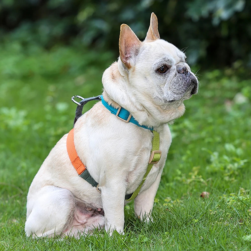 Harnais chien en h sur un buldog blanc Image