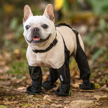 Petit chien de couleur blanc portant des bottes hautes dans une forêt de couleur foncé. Image produit boutiquechien