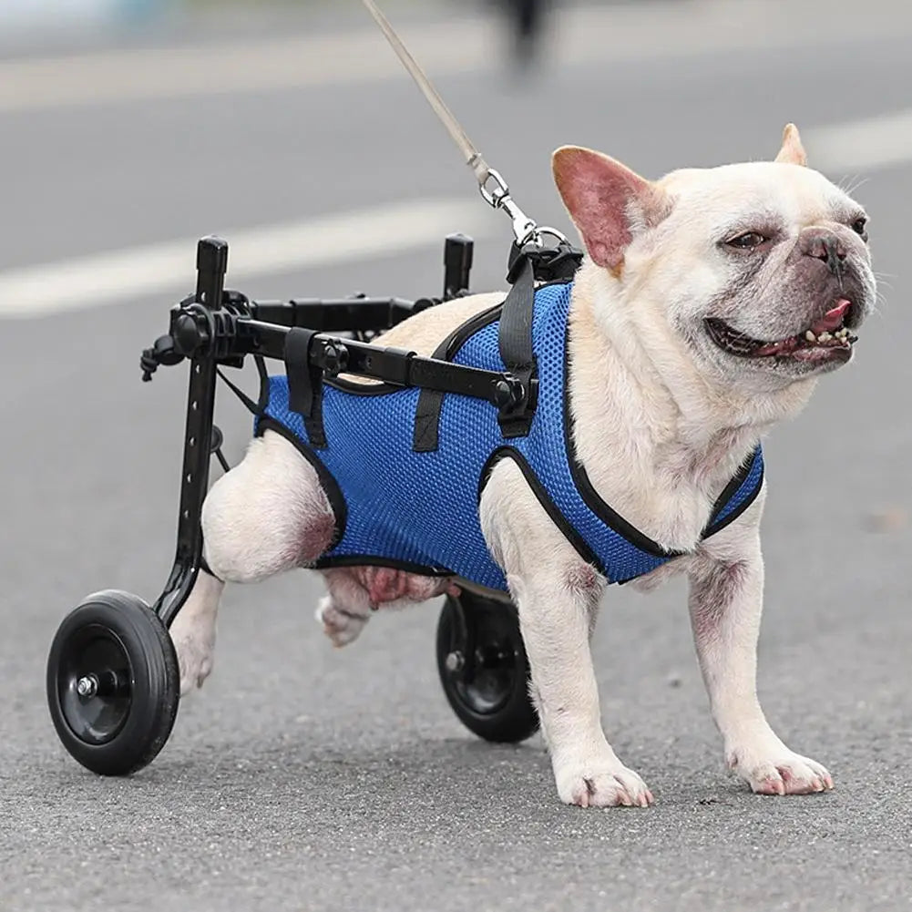 Buldog de couleur blanc utilisant un chariot chien de couleur noir et bleu dans une rue. Image produit Boutiquechien Image
