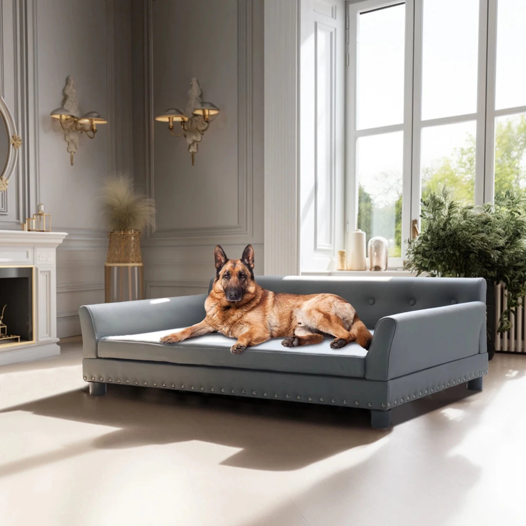 Canapé pour 2 places chien xxl avec grand chien brun dans salon claire