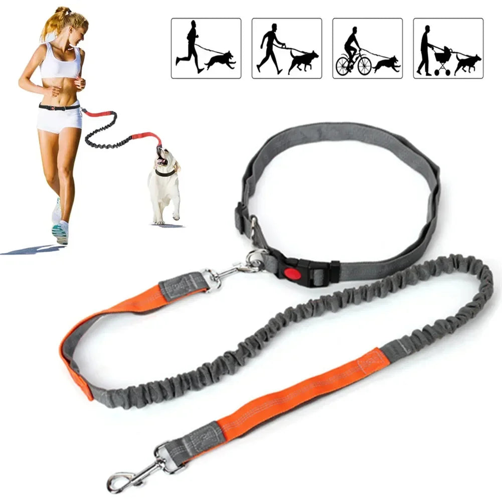 Laisse chien pour jogging avec toutes les caractéristiques Image
