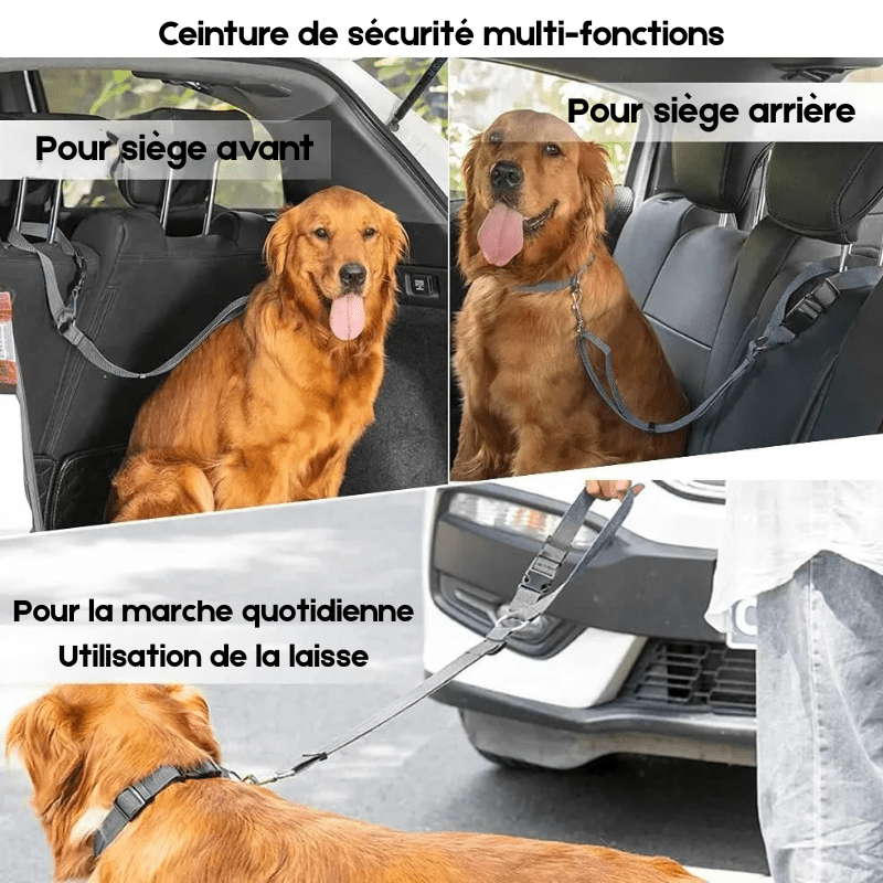 ceinture laisse de sécurité pour les chiens. L'image montre de nombreuses situation maintenu un golden retriever de couleur brun. Dans deux des situation le chien est attaché dans une voiture par le repose tête de la voiture et dans la situation du bain, le chien est promener par une personne. Image produit Boutiquechien