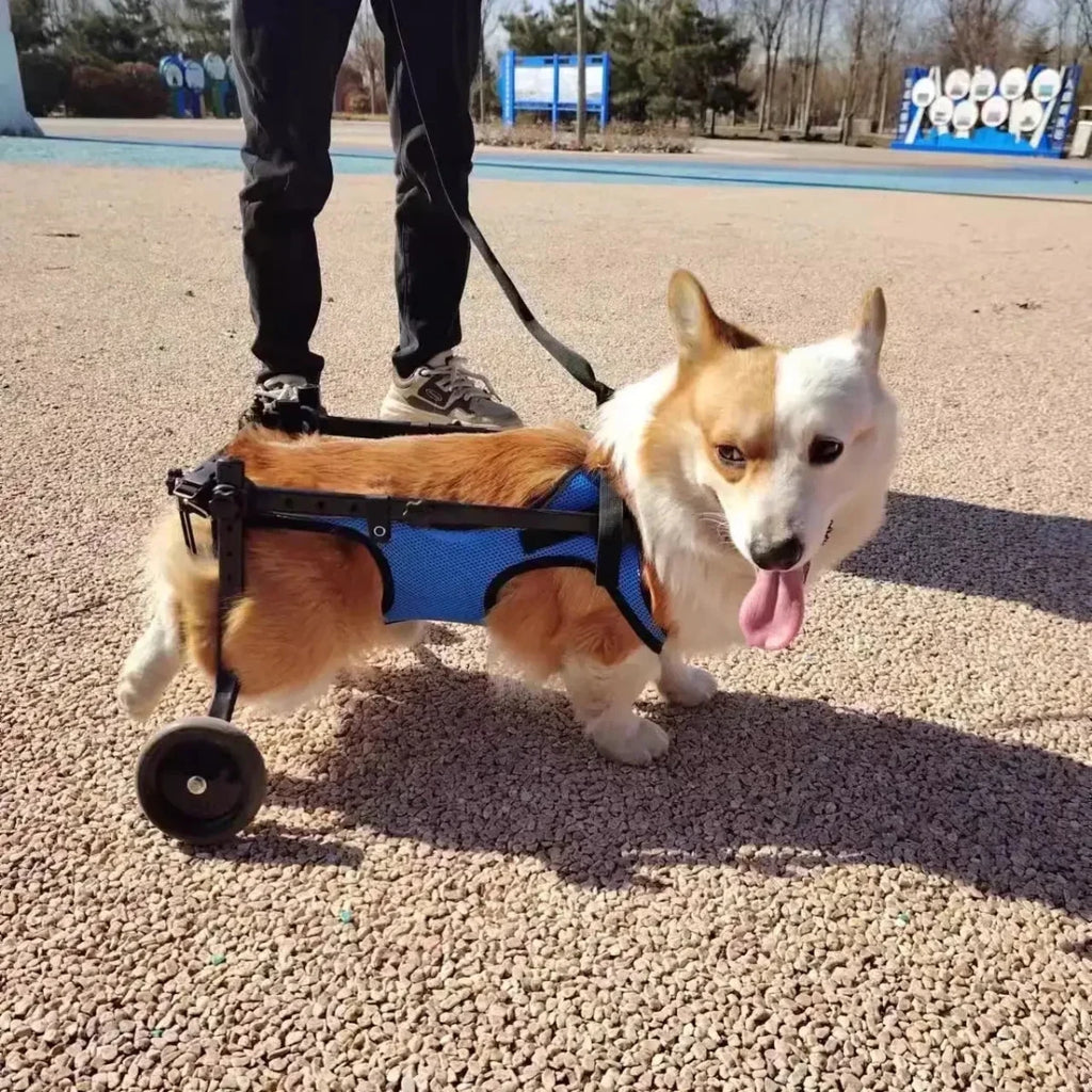 Chariot pour chien arthrose sur un petit chien claire 