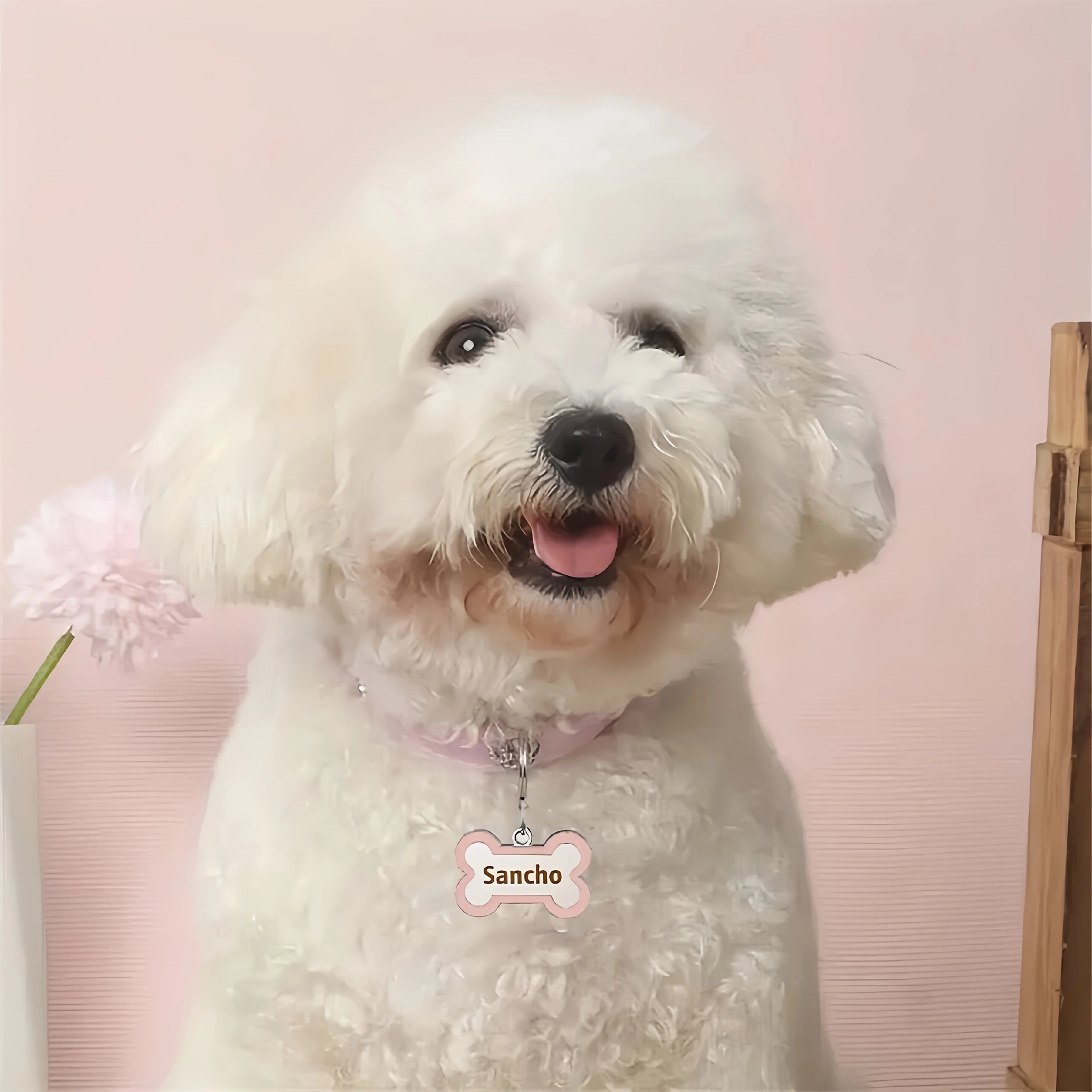 Collier avec médaille pour chien sur un chien blanc Image