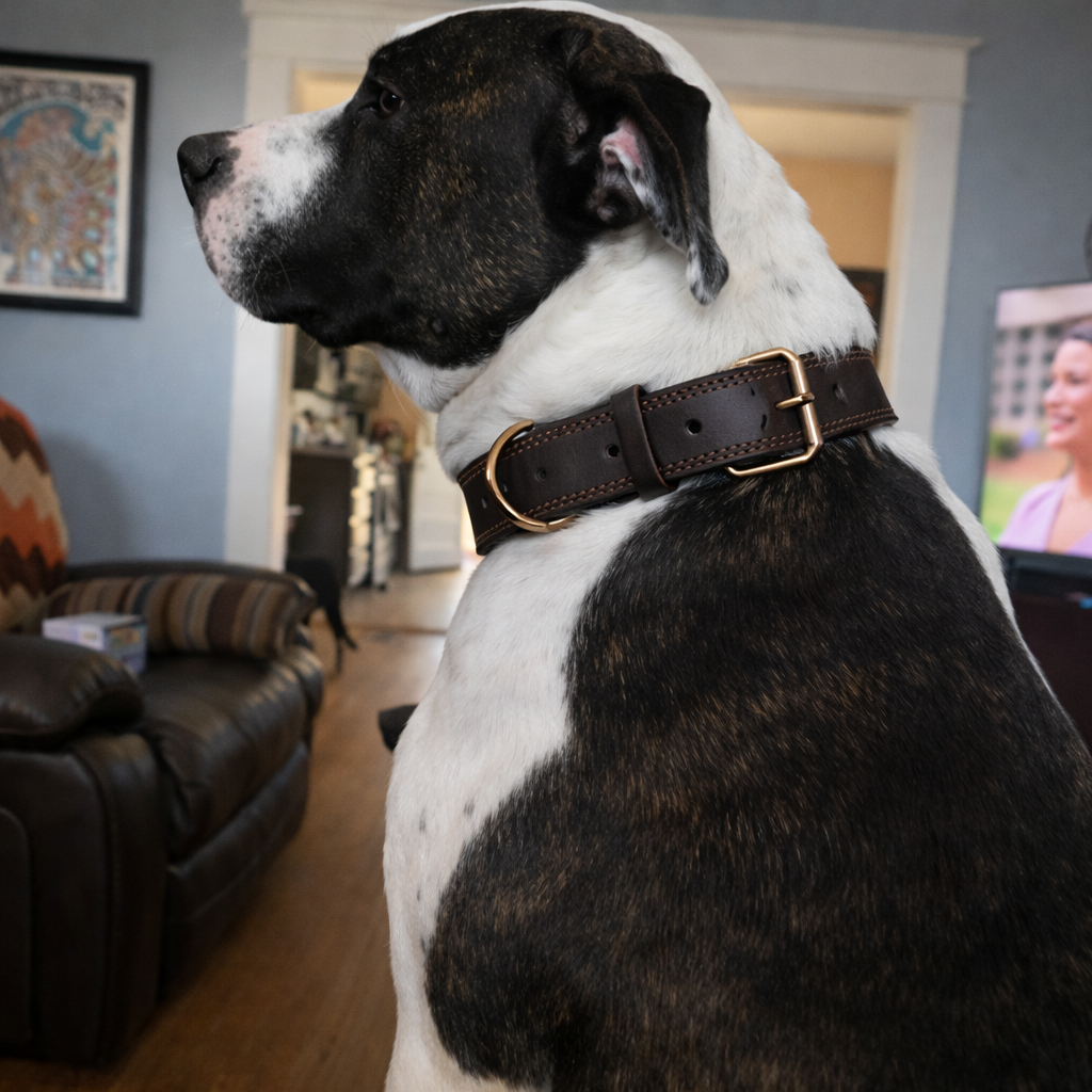 Collier chien cuir haut de gamme sur un grand chien noir et blanc Image