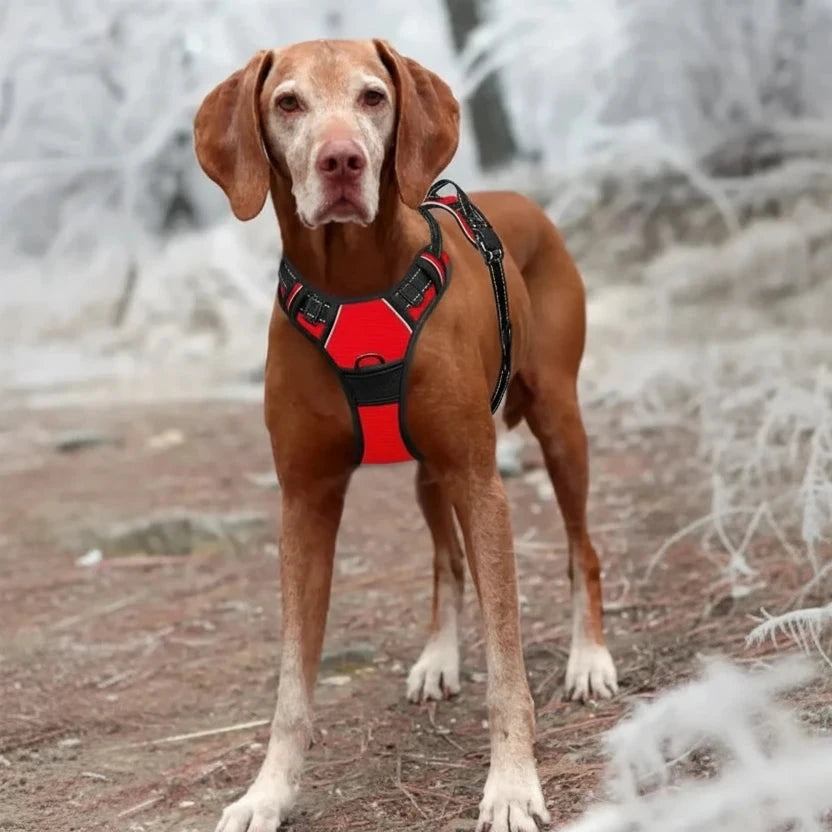 Chien brun portant un harnais gros chien pas cher de couleur rouge et noir dans une forêt blanche 