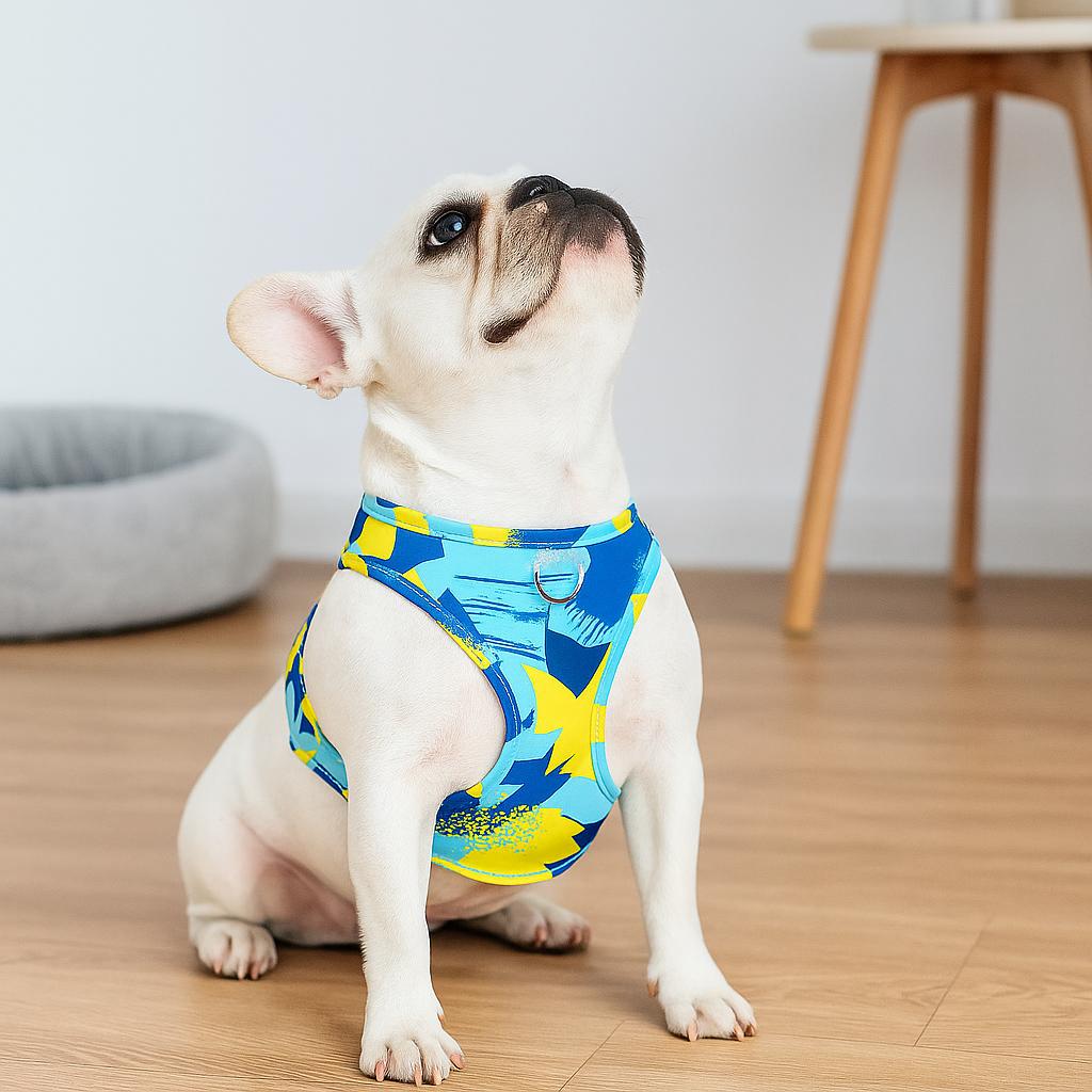 Buldog blanc avec harnais leu et jaune. Buldog blanc avec en fond un panier chien gris et une table basse. Image produit Boutiquechien