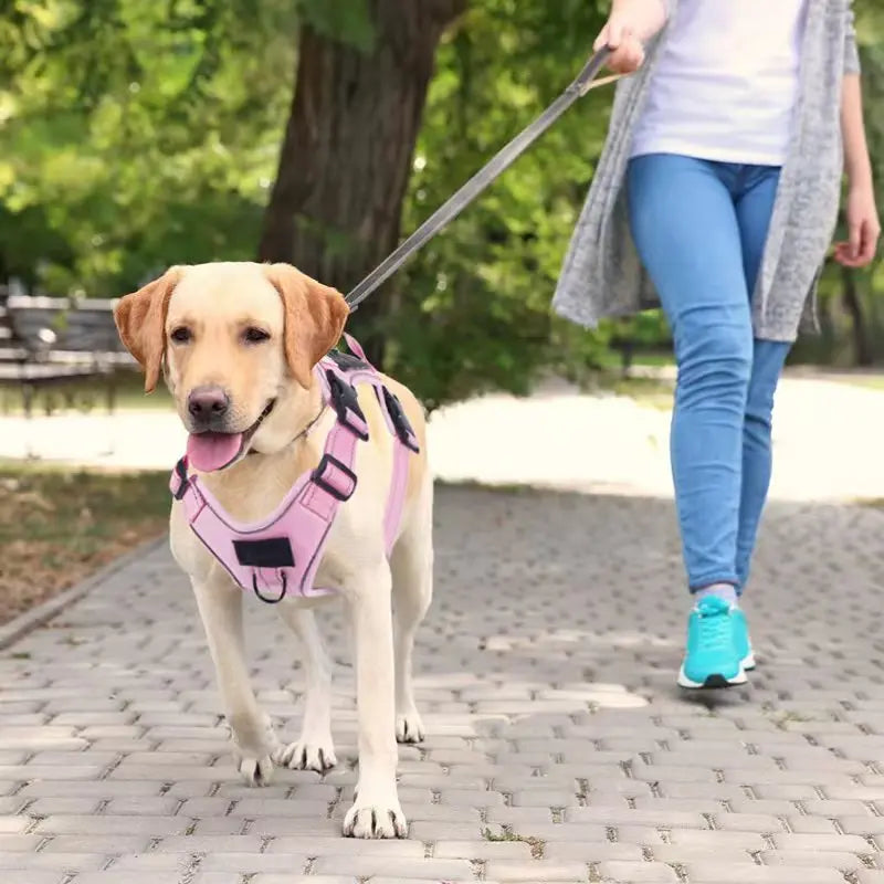chien de couleur blanc avec un harnais gros chien rose tenu par une femme dans la rue 