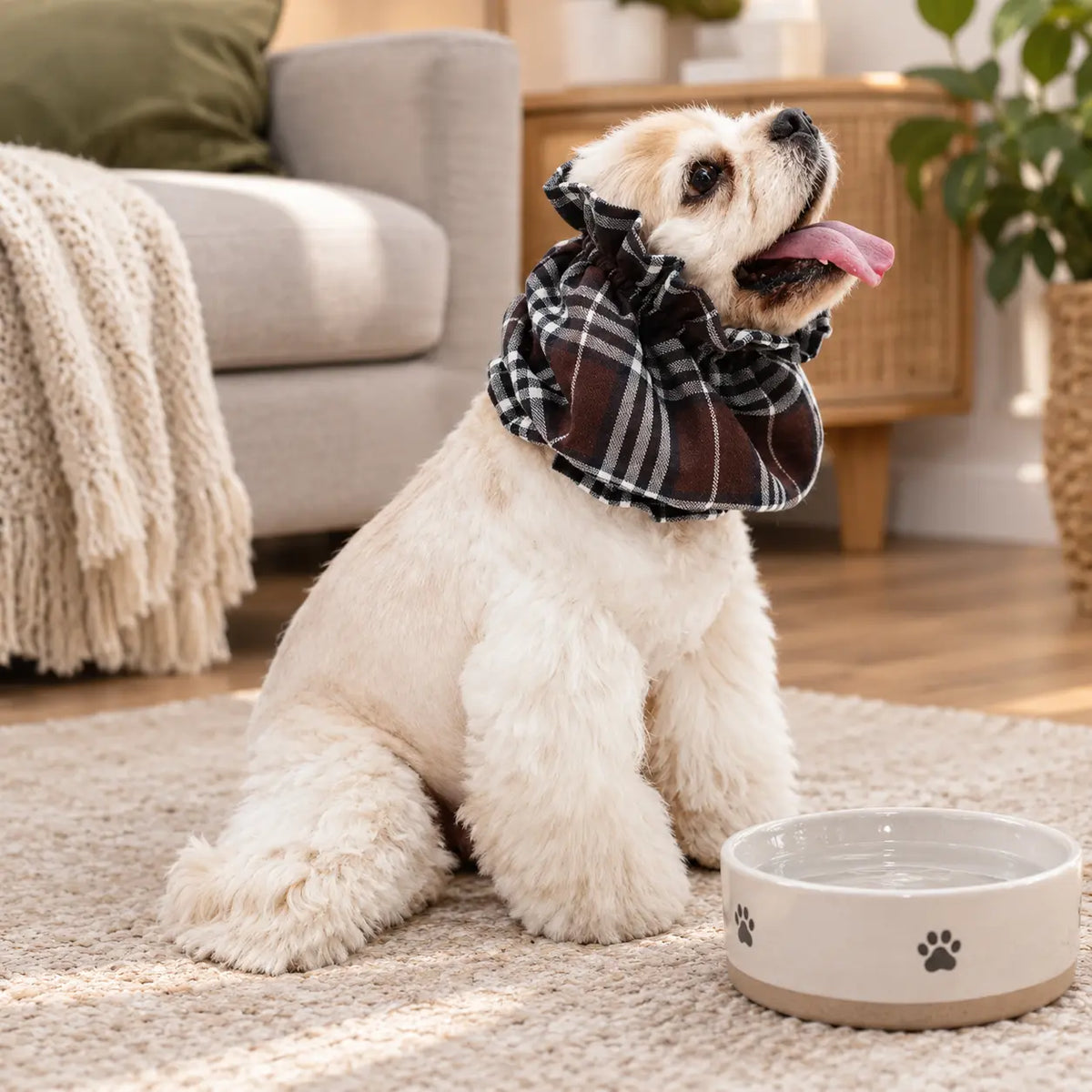 chien blanc portant un snood cocker dans un salon de couleur clair Image