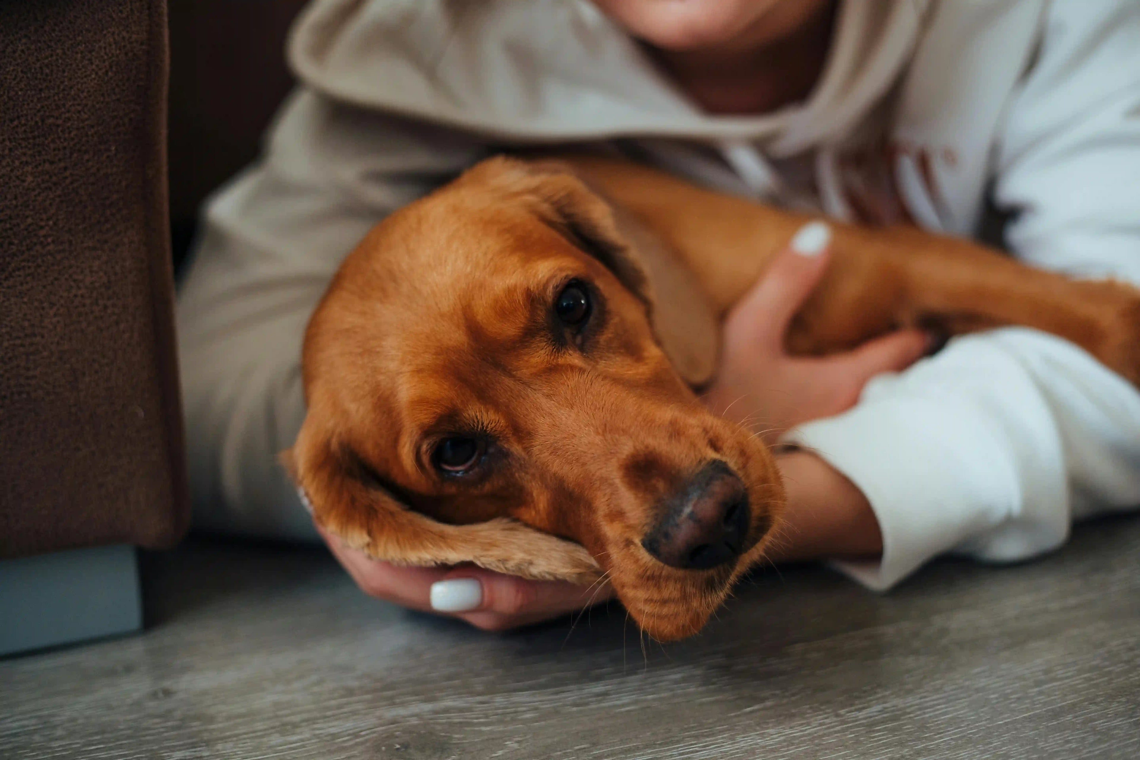 chien de couleur brun se faisant câliner par sa maîtresse qui porte un pull blanc sur un parquet gris Image