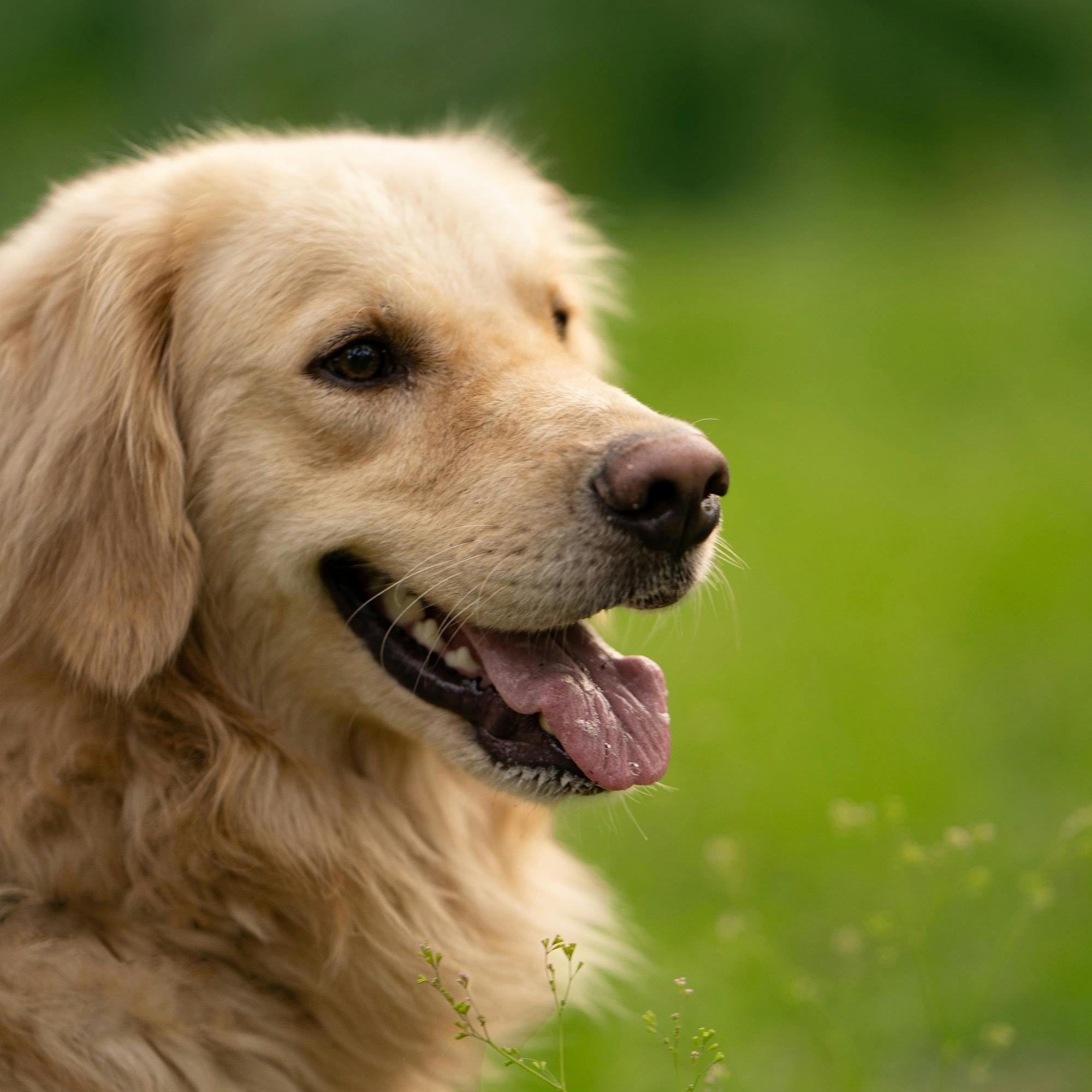 grand chien blanc dans un jardin vert Image