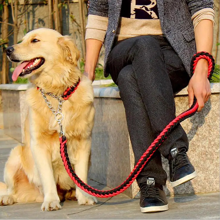 chien de couleur claire avec laisse et collier de couleur rouge et noir. Le chien est tenu par un homme assis en ville Image