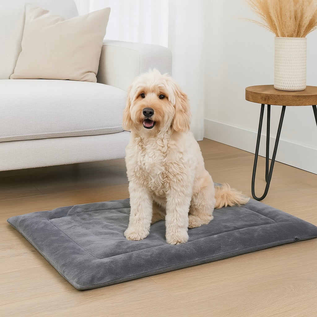chien de taille moyenne assis sur le tapis auto chauffant de couleur gris. Le tapis chien est posé dans un salon de couleur claire avec en fond un canapé de couleur gris et une table basse en bois. Image produit Boutiquechien Image