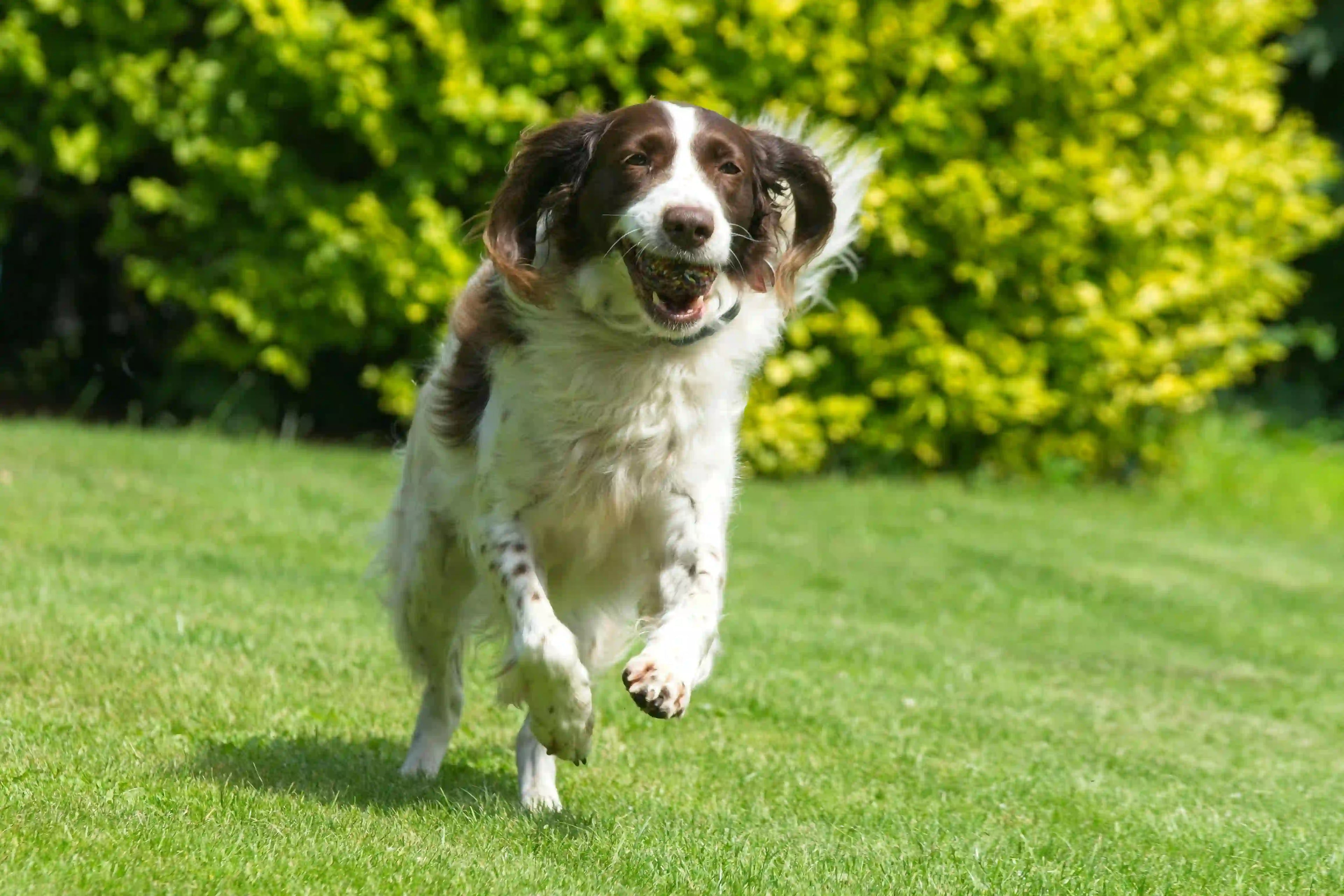 Chien de couleur blanc et brun sautant dans l'herbe verte avec dans sa gueule une balle 