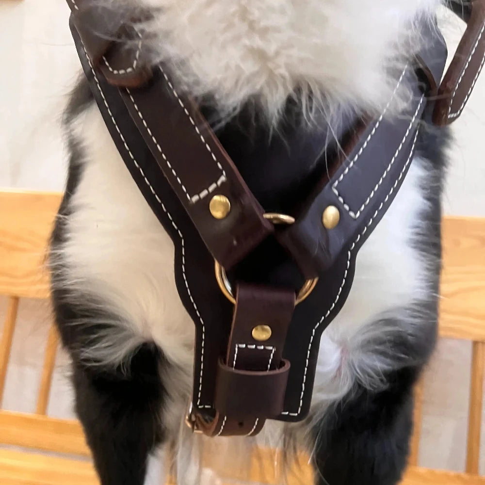 Chien en cuir sur un petit chien de couleur blanc et noir de boutiquechien Image