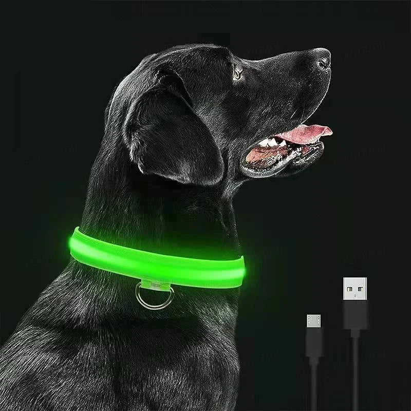 Collier lumineux chien poil long sur un grand chien de couleur noir avec collier vert  Image