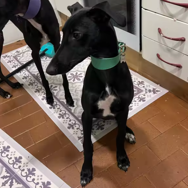 grand chien noir et blanc avec un collier chiot whippet dans une cuisine blanche