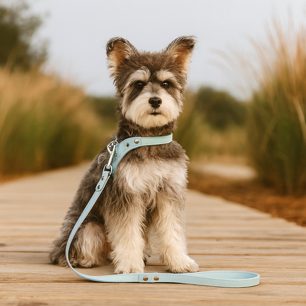 petit chien portant un harnais de luxe de couleur bleu claire de boutiquechien