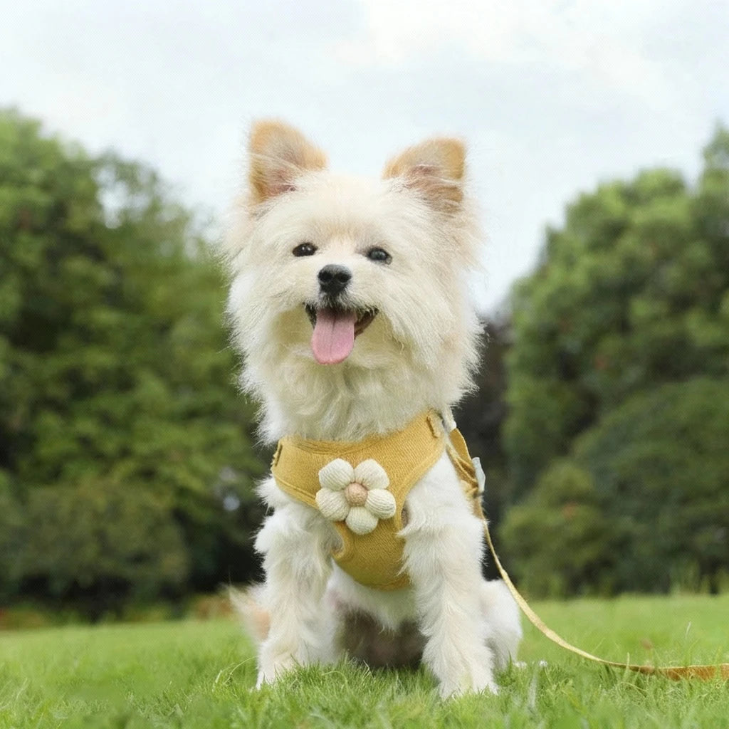 chien de couleur blanc portant un harnais pour petit chien sensible portant un harnais jaune avec une fleur blanche
