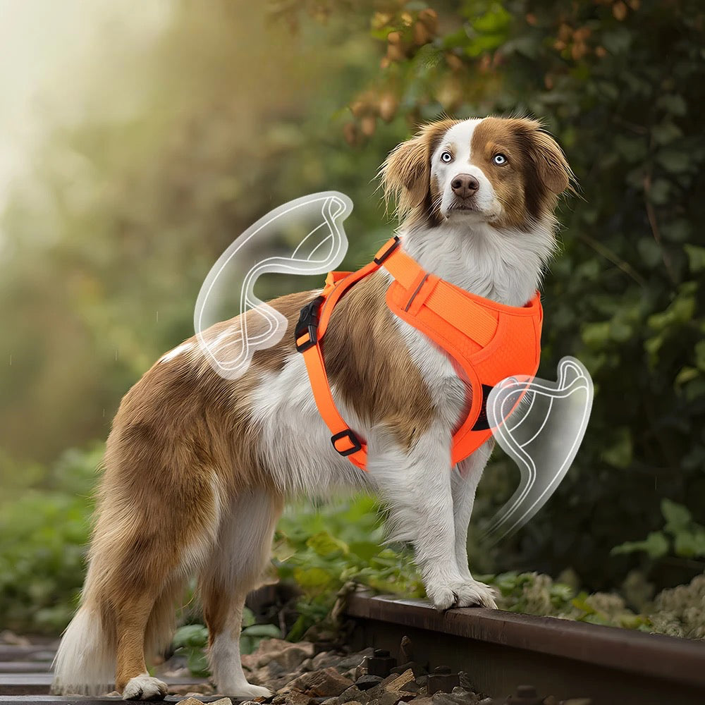 chien blanc et brun portant un harnais de couleur orange pour voiture train. Image produit Boutiquechien