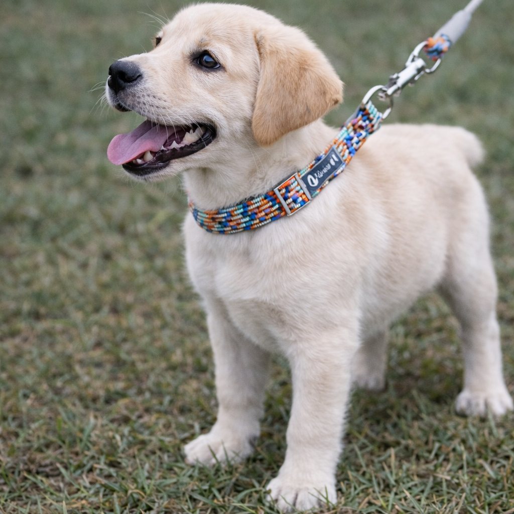 chiot labrador de couleur blanc debout dans l'herbe verte  Image