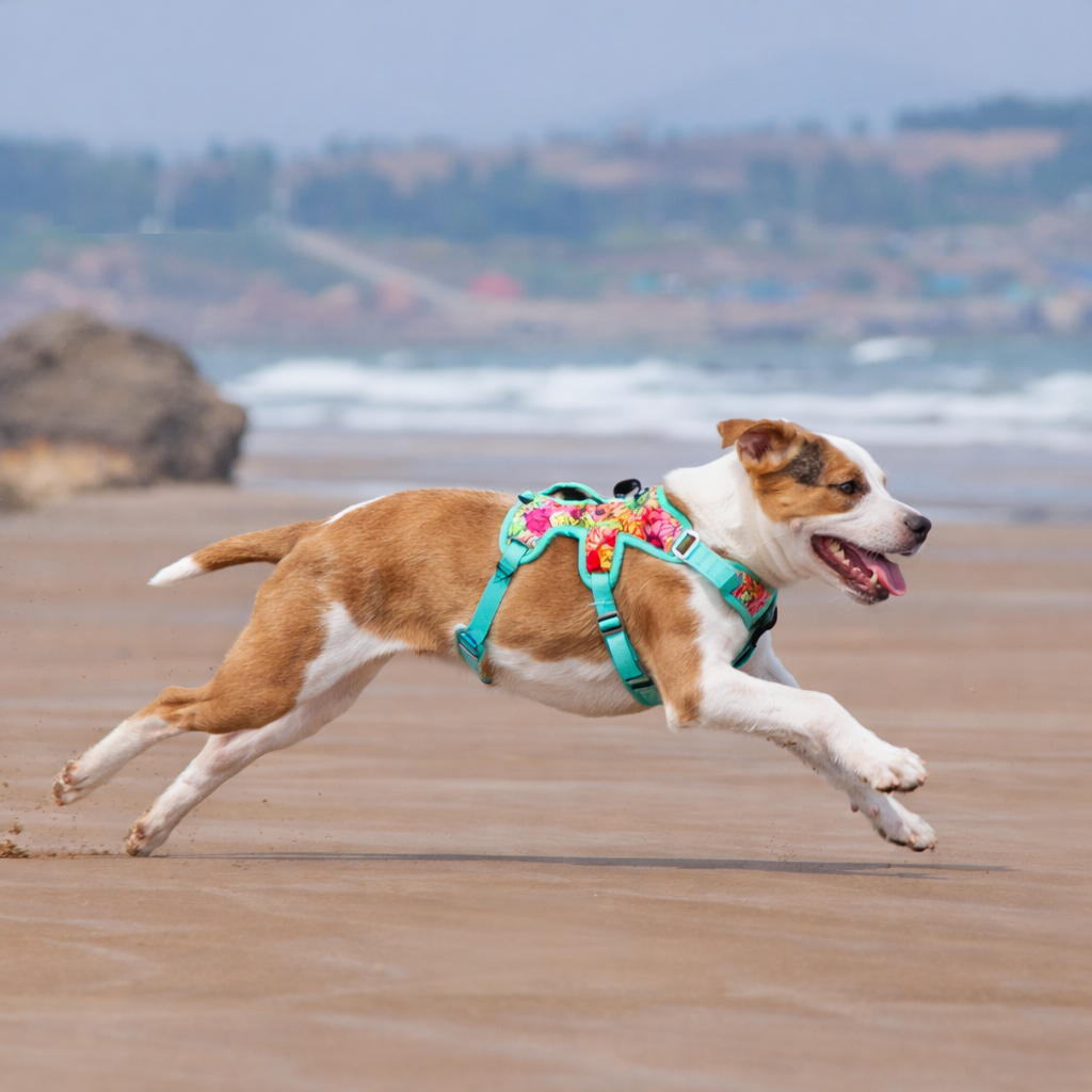 chiot staffi avec un harnais chiot de couleur bleu et violet courant sur le sable jaune près de la mer Image