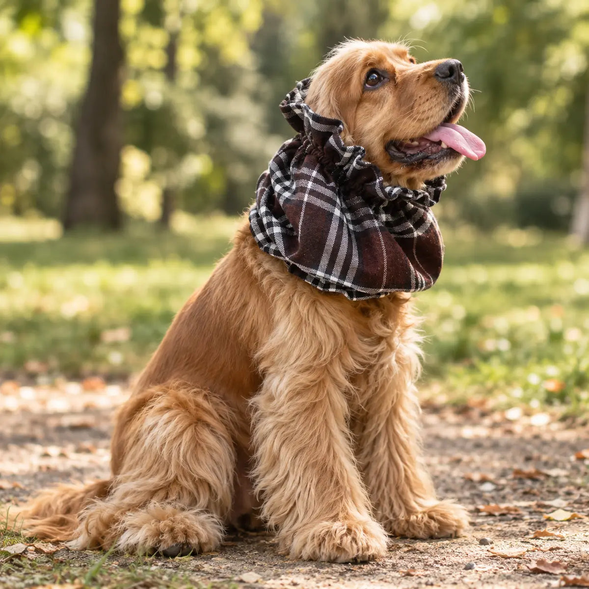 cocker roux portant un snood cocker dans un  parc verdoyant avec en fond de l'herbe  Image