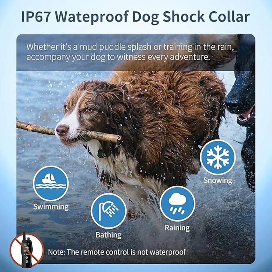 Collier anti aboiement pour petit chien de 2 kg waterproof